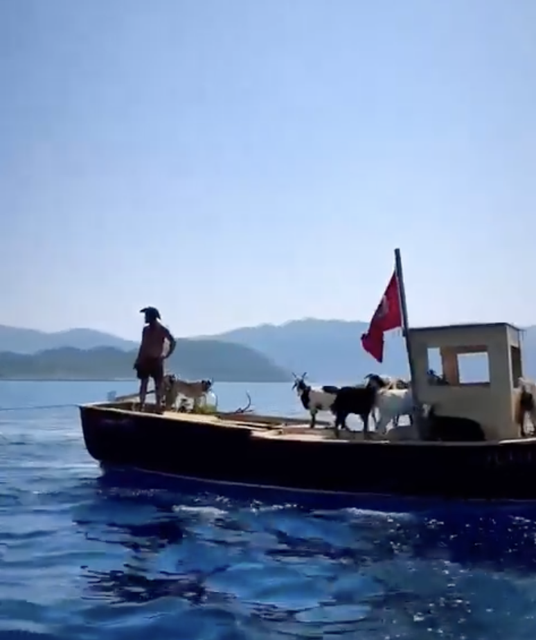 Turistlerin Yerini Keçiler Aldı: Marmaris’te Keçilerin Deniz Yolculuğu Başladı 2